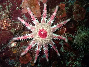 Rose Star