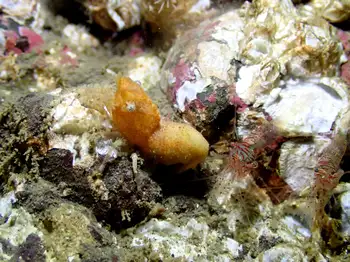 deep blade shrimp