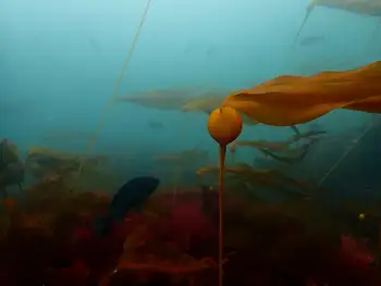 Bull Kelp
