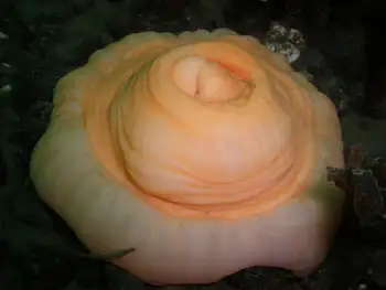 Metridium Anemone