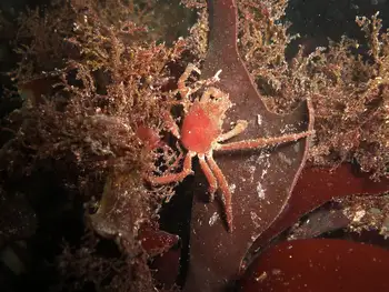 Northern Kelp Crab
