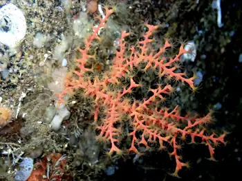 Dwarf Red Gorgonian Coral