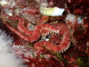 Daisy Brittle Star