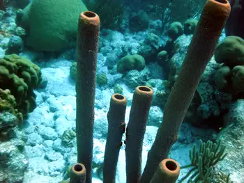 Stovepipe Sponge