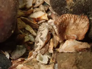Hairy Rock Crab