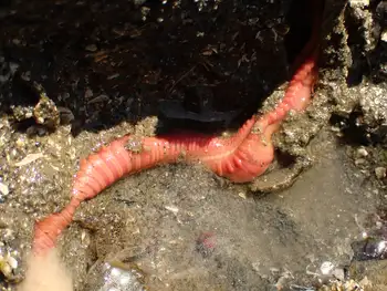 Curlyhead Spaghetti Worm