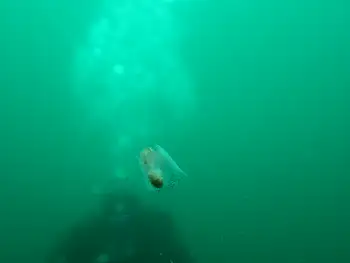 winged sea slug