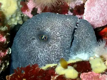 Wolf Eel