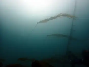 Bull Kelp