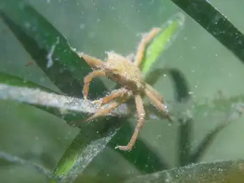 northern kelp crab