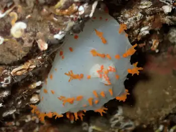 Modest Clown Nudibranch