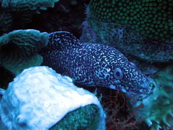 Spotted Moray Eel