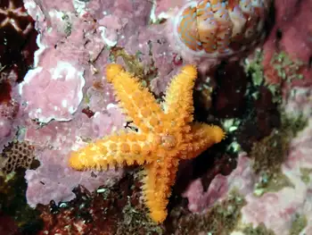 Crested Star