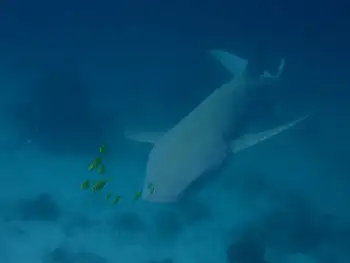 Nurse Shark
