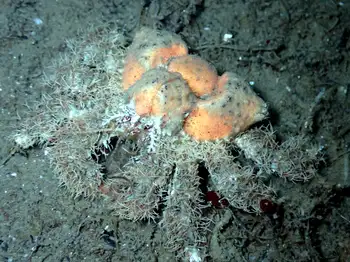 Rhinoceros Crab