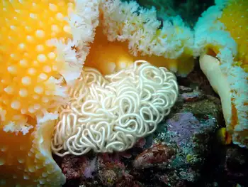 Eggs Orange Peel Nudibranch