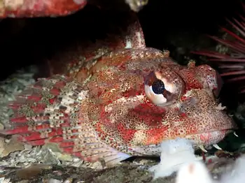 Red Irish Lord Sculpin