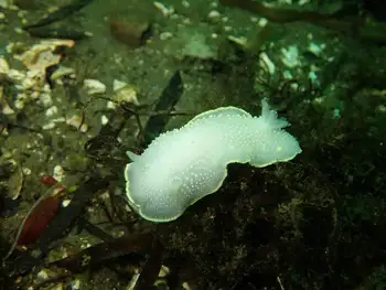 Yellow Rimmed Nudibranch