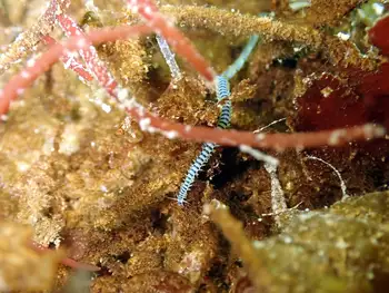 Bobbit Worm