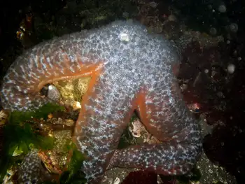 Mottled Star