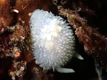 Pilose Dorid