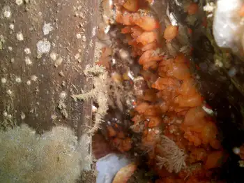 Tunicates