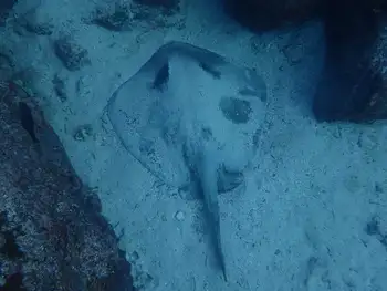 Stingray