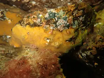Sponge