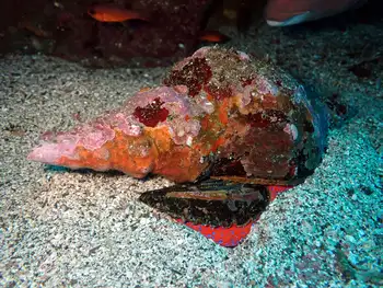 galapagos conch