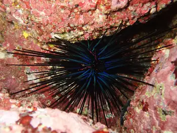 Hatpin Urchin