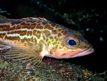 greenstriped rockfish