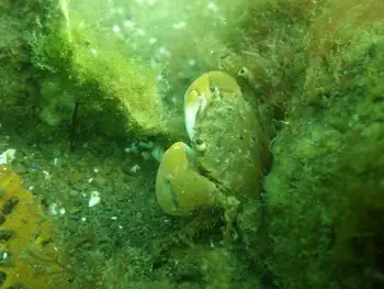 Green Shore Crab