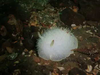 Nanaimo Nudibranch