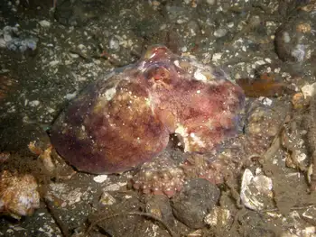 Red Octopus