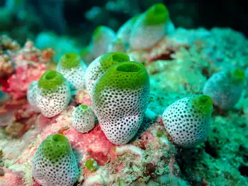 Tunicates
