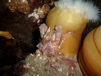 Sharp Nosed Crab