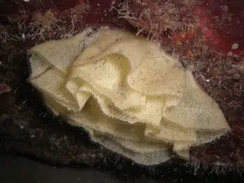 Eggs Nudibranch