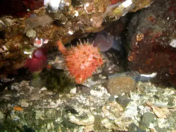 Bristly Tunicate