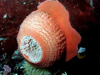 Anemone