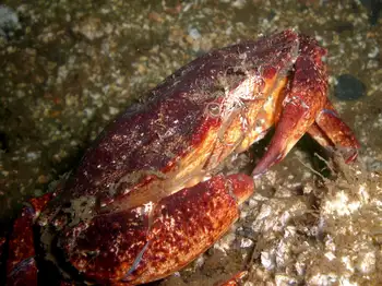Dungeness Crab