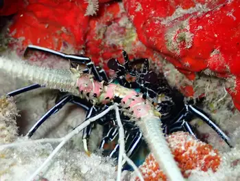 painted rock lobster