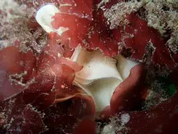 Eggs Nudibranch
