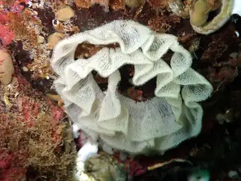 Eggs Nudibranch