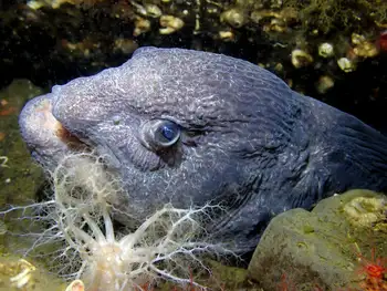 Wolf Eel