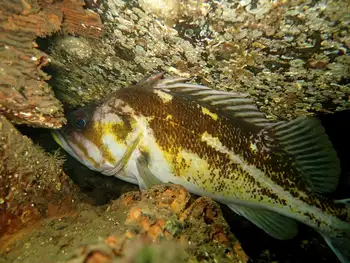Copper Rockfish