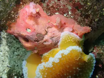 Red Soft Coral
