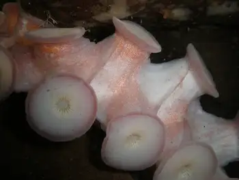Giant Pacific Octopus