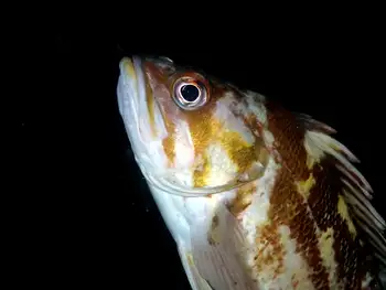 Copper Rockfish