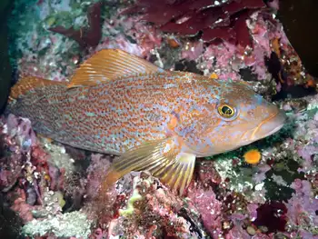 Female Kelp Greenling