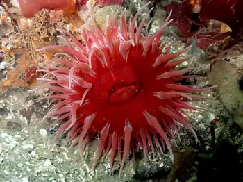 Fish Eating Anemone